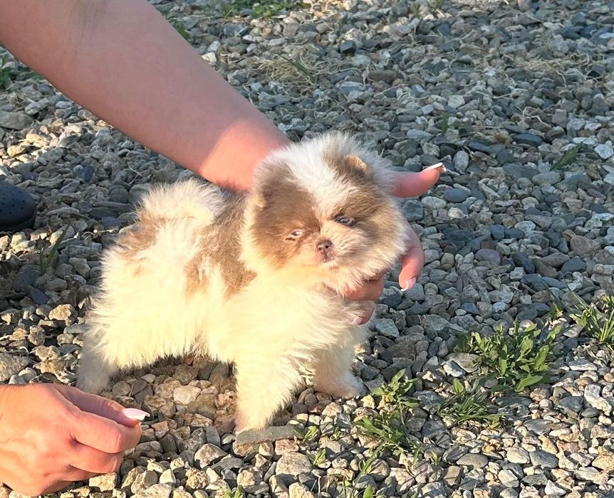 Померан мъжко и женско