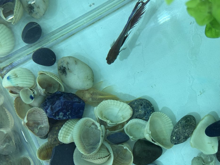 Аквариум с рыбкой и сомиком