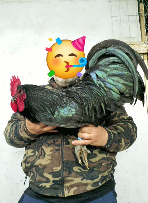 Ouă  si pui australorp negru calitate premium rasă pură