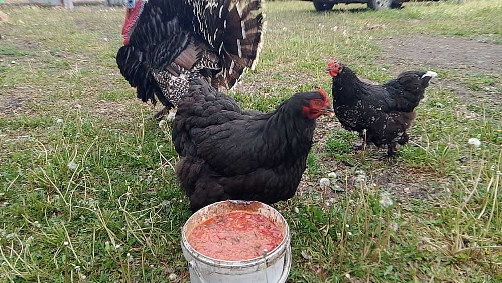Куры продам курей