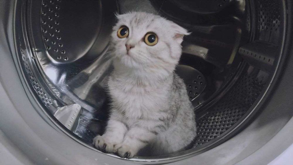 Страйт и Фолд кошки/коты