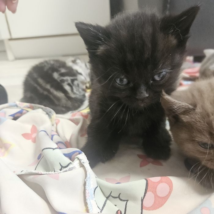 продам котят шатландцы