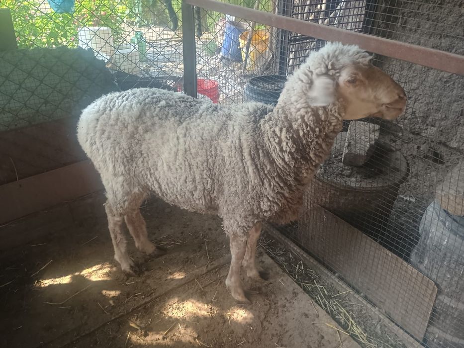 Овца домашняя одна