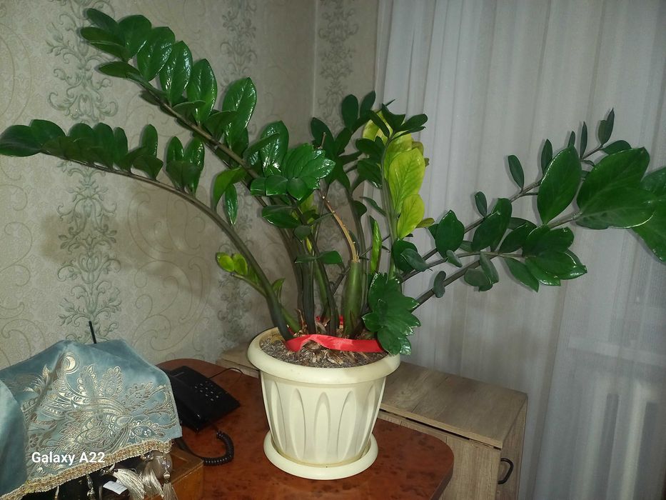 Цветы доллар продаётся