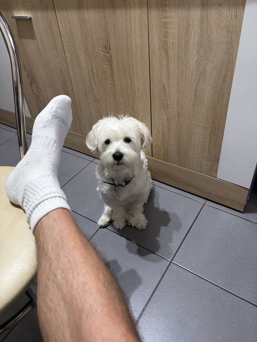 Iphone 11 black,64gb,stare buna.