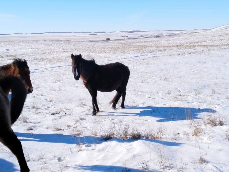 Буаз бие сатылады