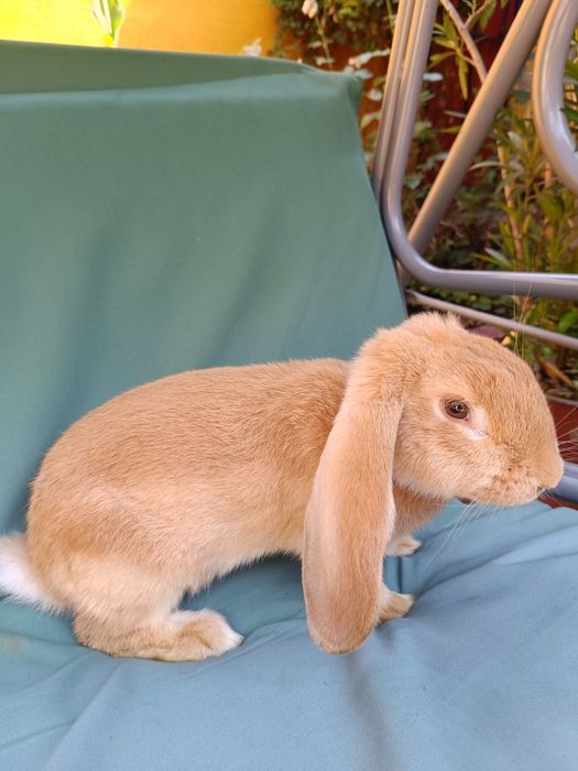 Iepuri berbec german