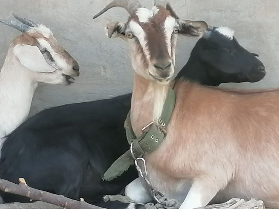Козы занинка нубийцы дойные