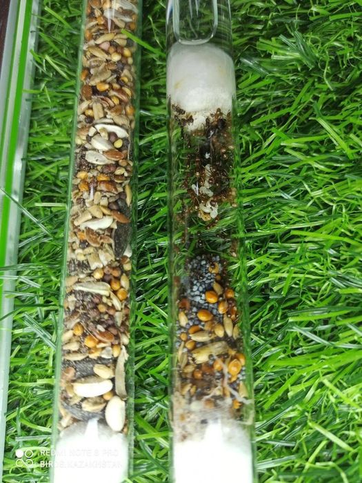 Муравьиная ферма! АЛМАТЫ