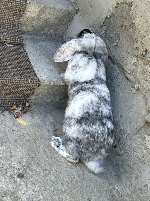 2 femele berbec german de 8 luni 6kg nu o fost date la iepuroi niciodata cata casa noua (am si o felemela de fluturas de 5 luni )