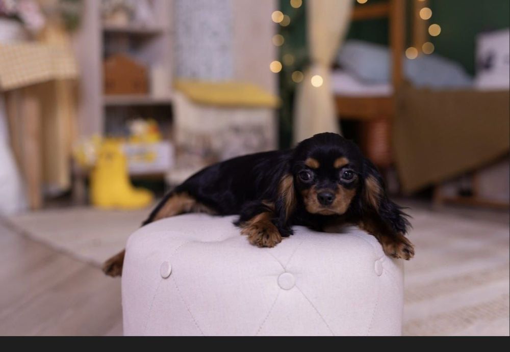 Кавалер кинг Чарльз спаниель мальчик мини