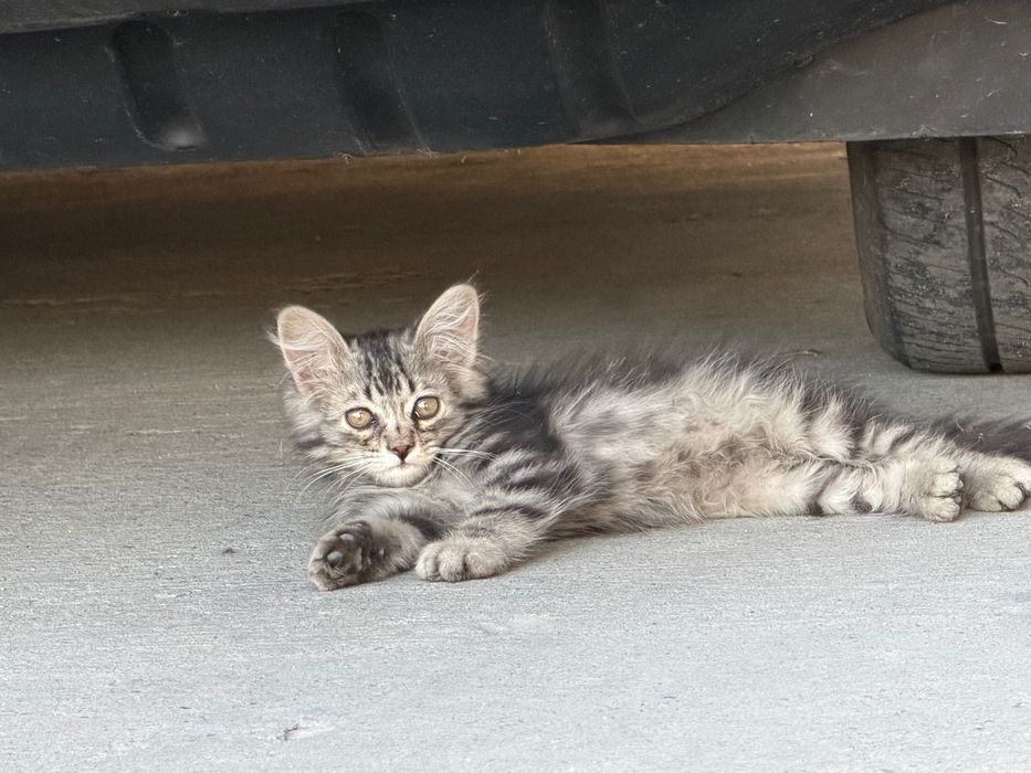 Котята ищут новый дом