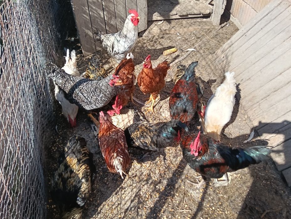 Cocoși tineri din primăvară