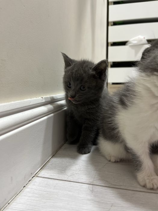 Кошка сатылады 2 мес