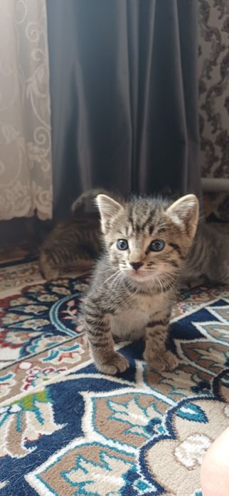 Отдам котят бесплатно