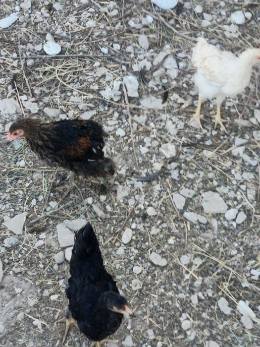 Jujalar sotiladi  hammasi soglom gorib olavarasizlar