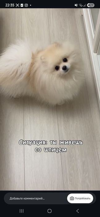 Продаётся  Померанский шпиц.
Очень красивый,