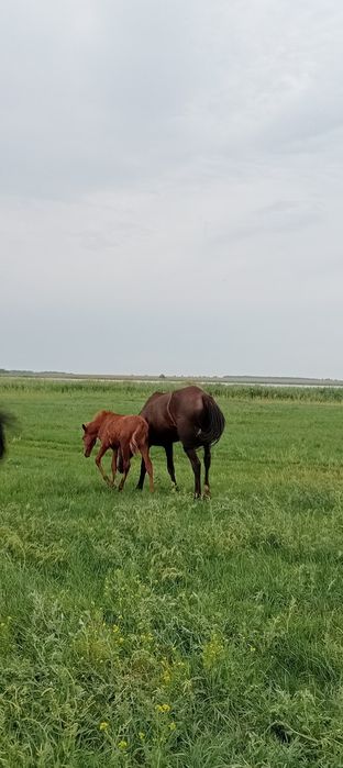Лошадь с жеребёнком