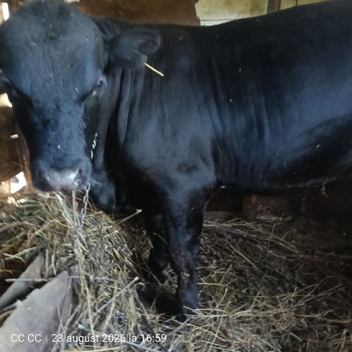 Vând Taur Angus 1