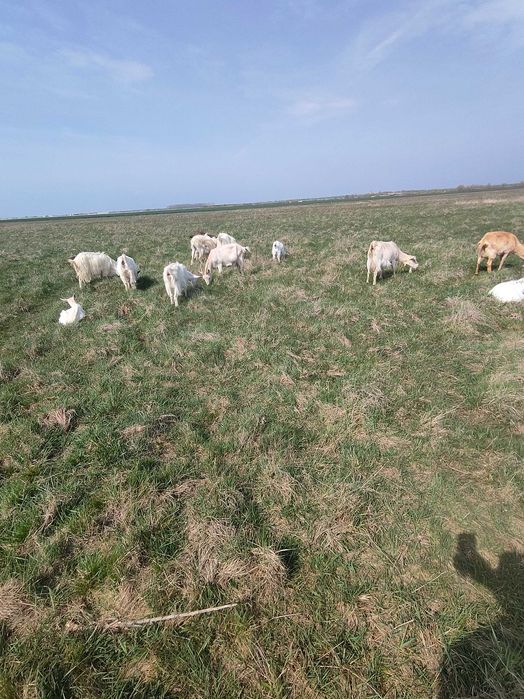 Văd capre fătate cu iezi langa el și oi cu miei