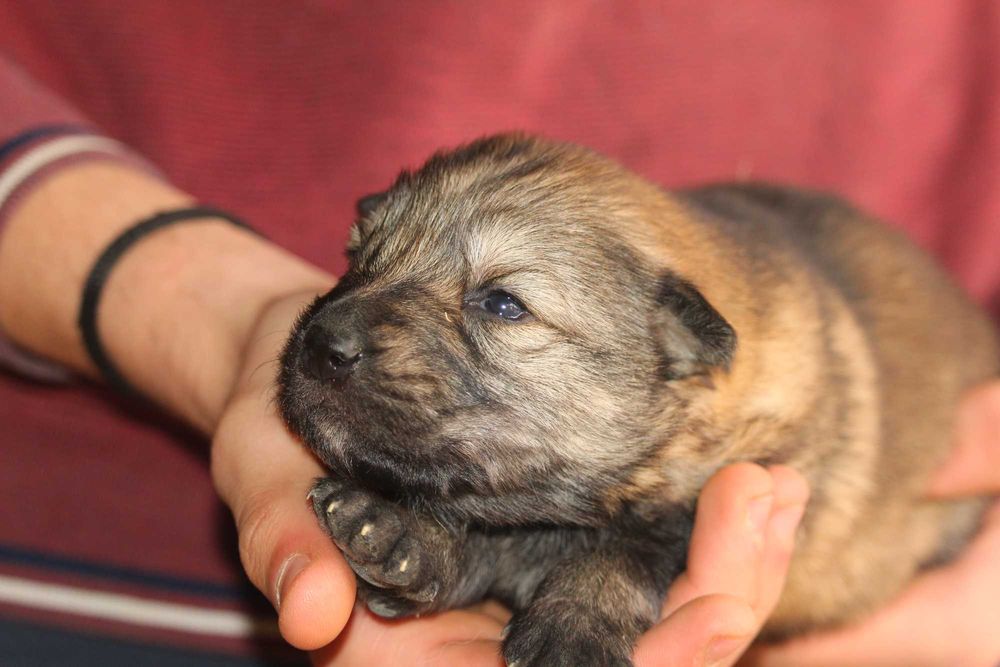 pui lup cehoslovac calitate deosebita