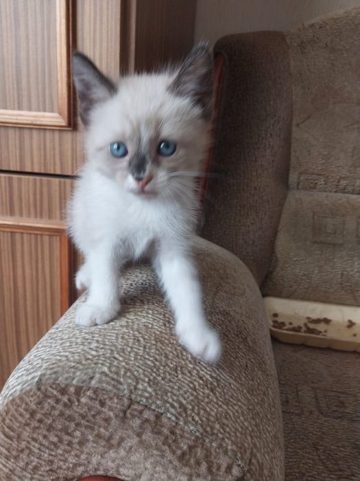 Одам котят в добрые руки ,приучены к лоткудомашние