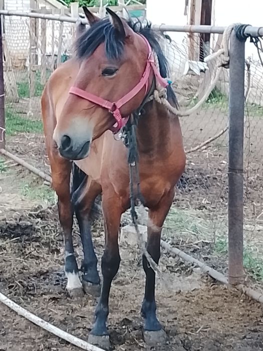 Продам кобылу байтал