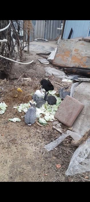 Продаются  кролики домашнии СРОЧНО