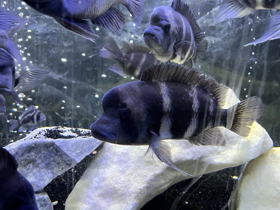 Фронтоза Бурунди