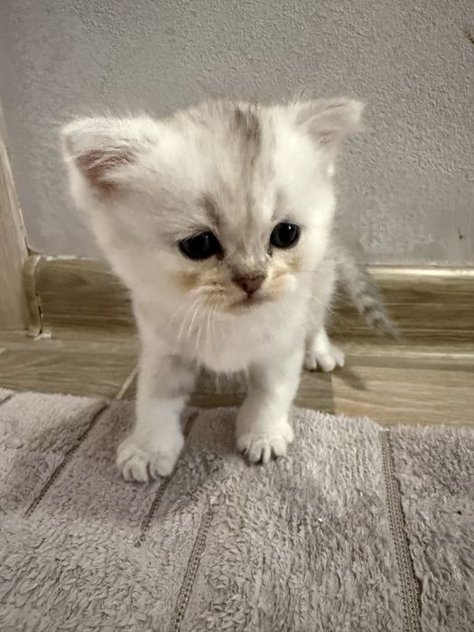 Сребърни котенца