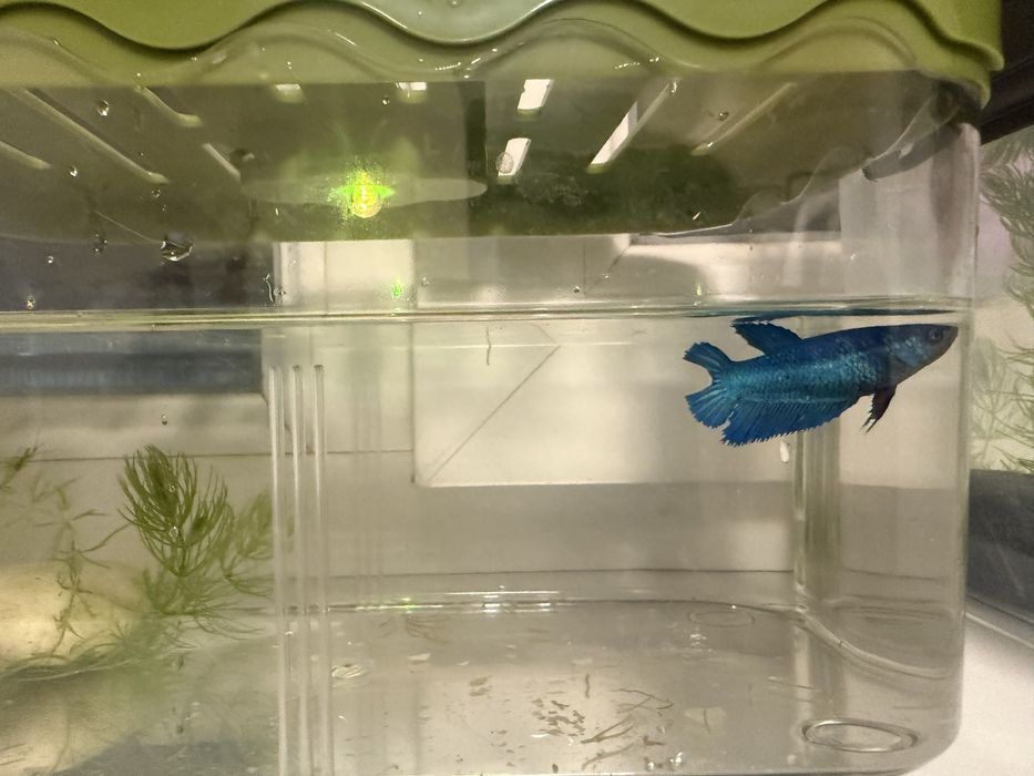 Аквариум на выбор и рыбка петушок