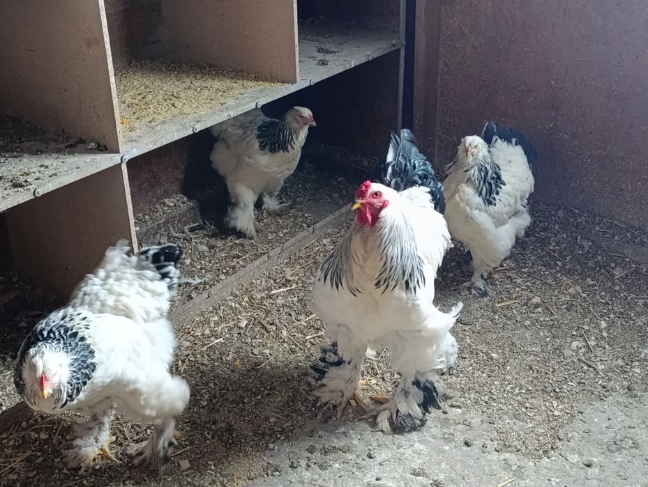 Ouă brahma pentru incubat