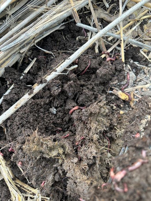 Биогумс!Черви!Калифорниские