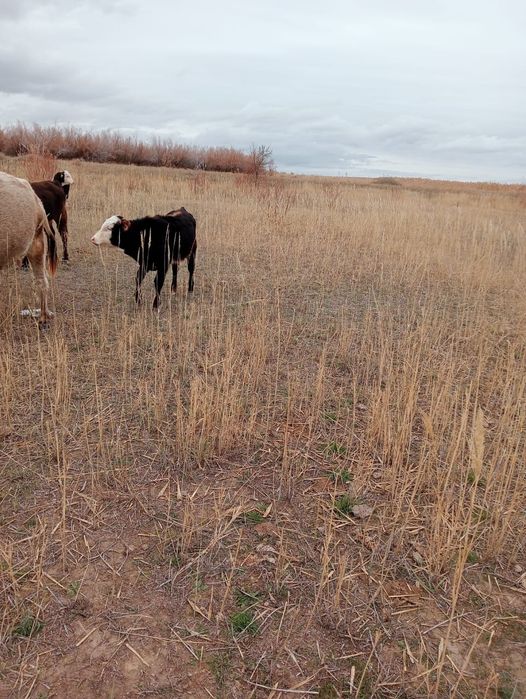 Бык, бычок и корова