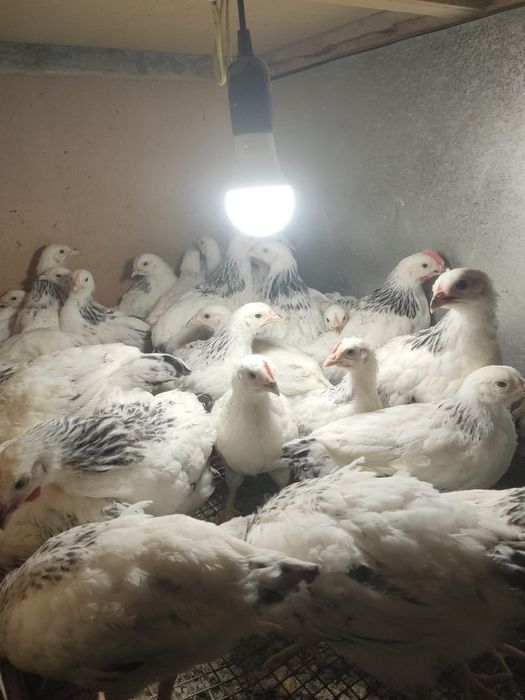 1,5 месячные цыплята Адлер