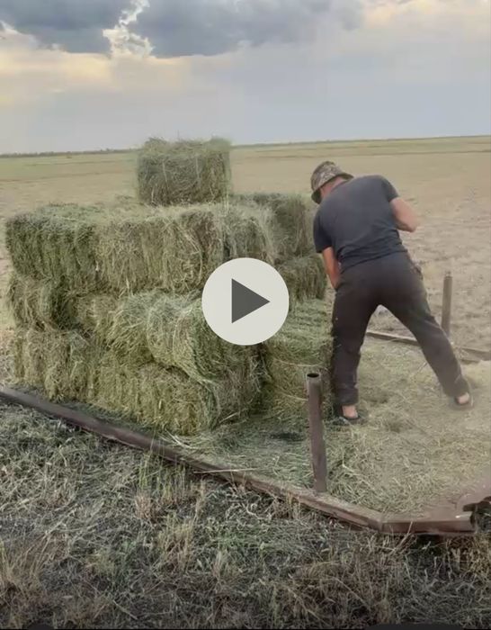 Продам сено, житняк чистый