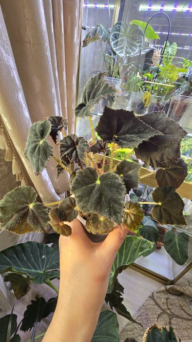 Продаю сортовые бегонии