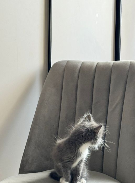 Отдам котят миленький