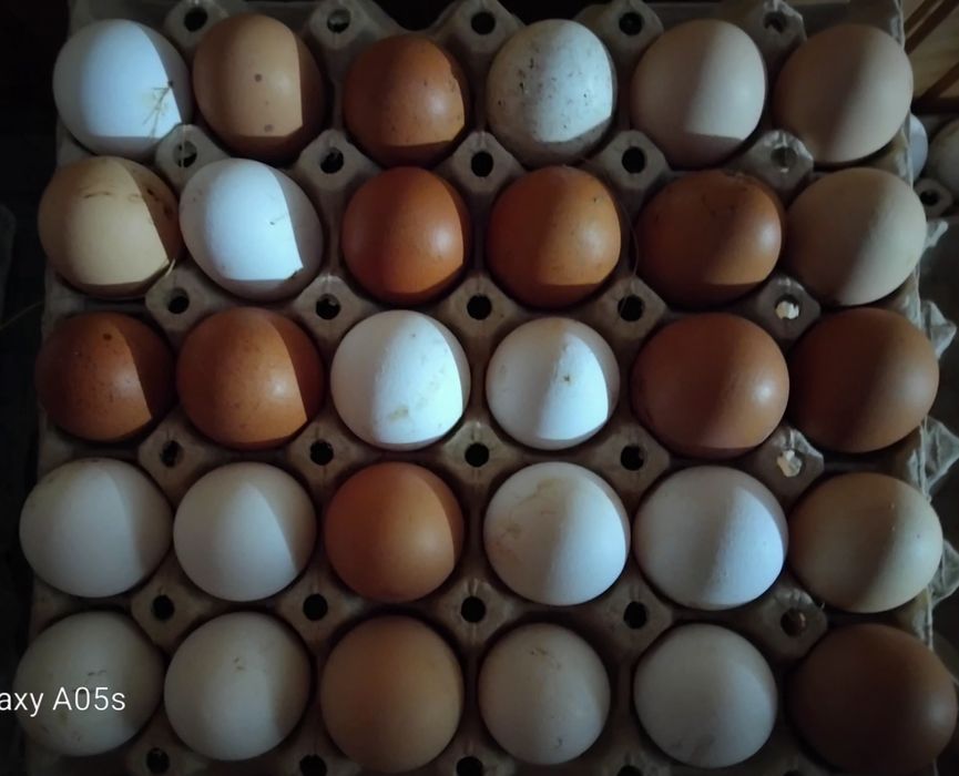 Яйца  селски 7 евро 30 бр