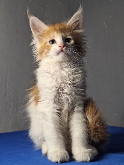 Мейн-кун котята из питомника