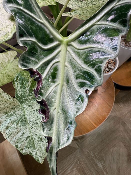 Детки алоказии Локо