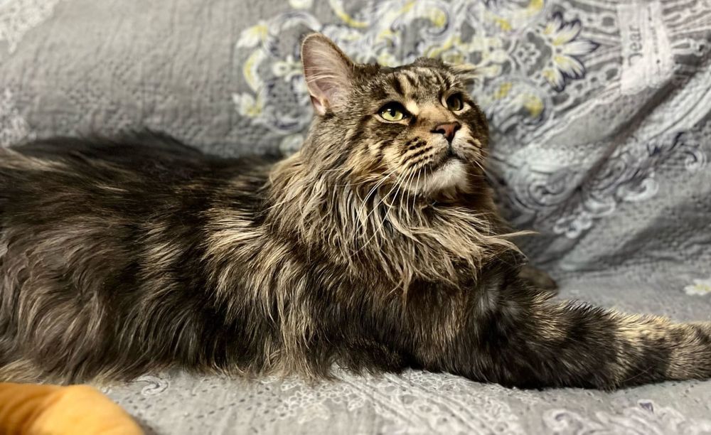 Мейн-Кун котята!