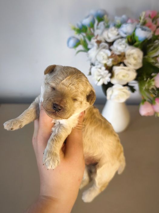 Пуделята малыши открыта бронь