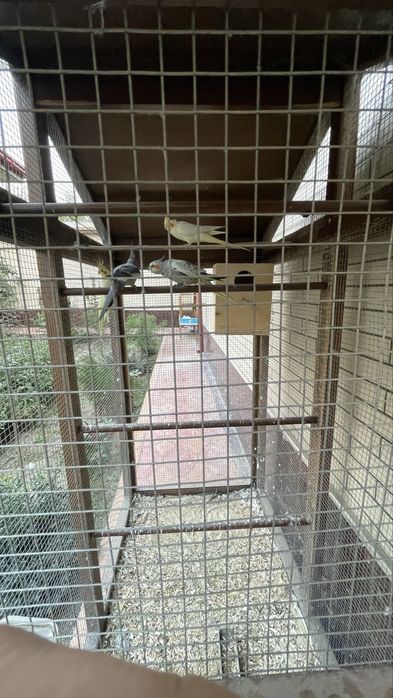 Karella 2 para bor uyi ham sotiladi