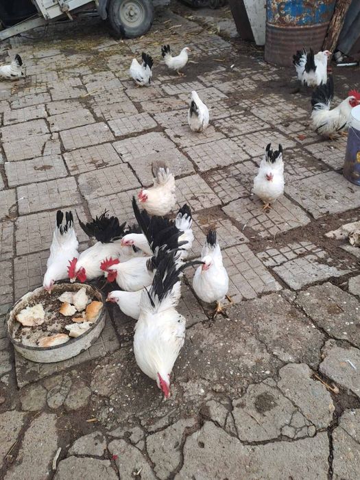 Шабо млади пилета