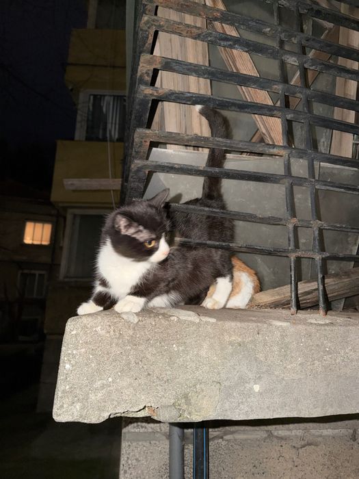 осинови пухкаво котенце