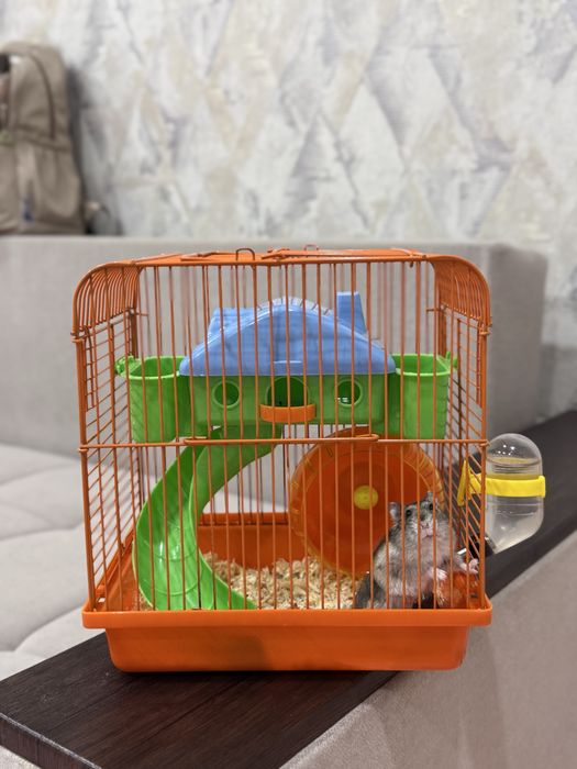 Продам хомячков вместе с домиком