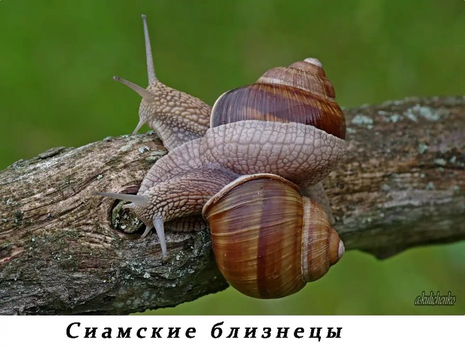 Виноградные улитки домашние