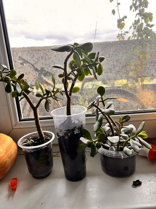 Крассула ( толстянка)