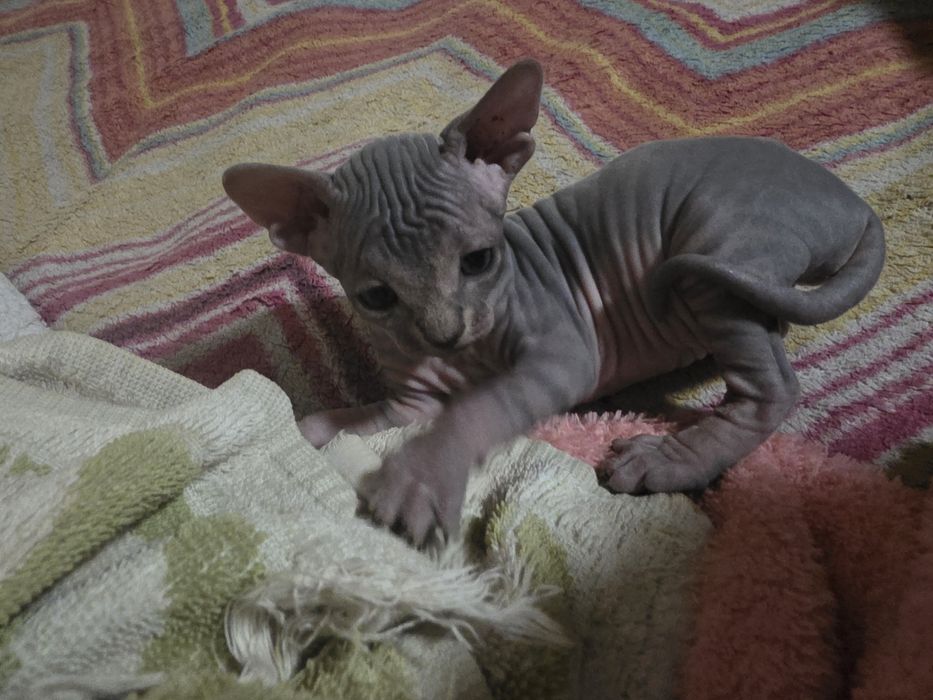 Продам котят Сфиксы